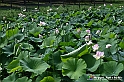 VBS_4603 - Fioritura loto a Vezza d'Alba